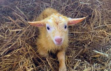 Il Giardino Dorato - Foto 16