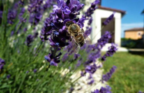 House Meli - Photo 4