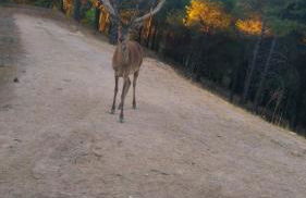 La Isabelita - Foto 36