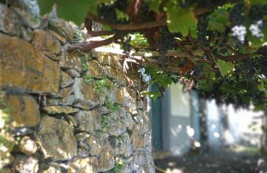 Lazy Lizard by the Ocean - Foto 27