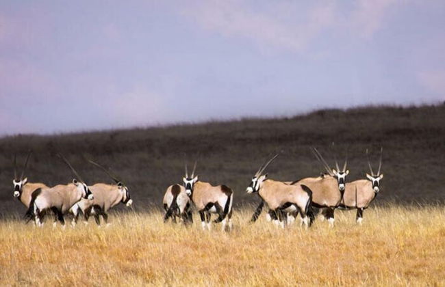 Francolin Creek - Foto 32