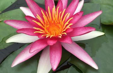 La petite duchesse Vernon Giverny - Foto 36