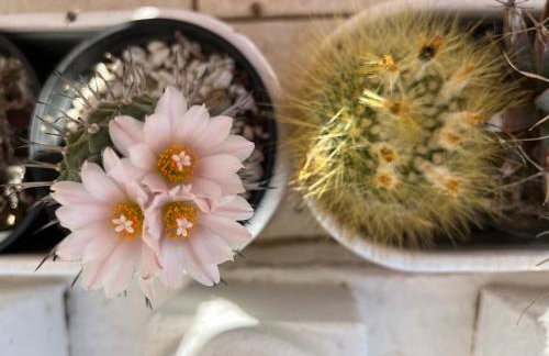 Apartments Petra - Photo 67