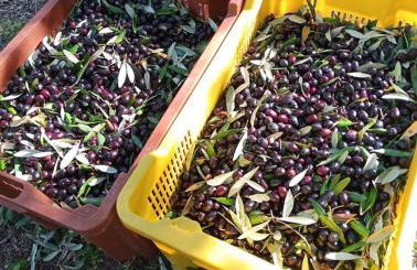 Deliziosa casa sull albero a 30 minuti da Roma - Foto 35