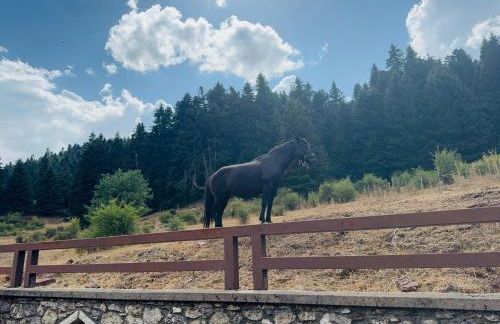 Terra Petra Villa at Psari Trikolonon Gortynia - Photo 14
