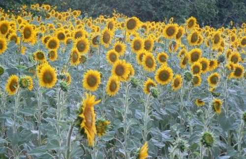 Casa Sant Angelo - Photo 75