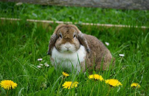 Ferienhof beim Bohlar - Hochplatte - Foto 17