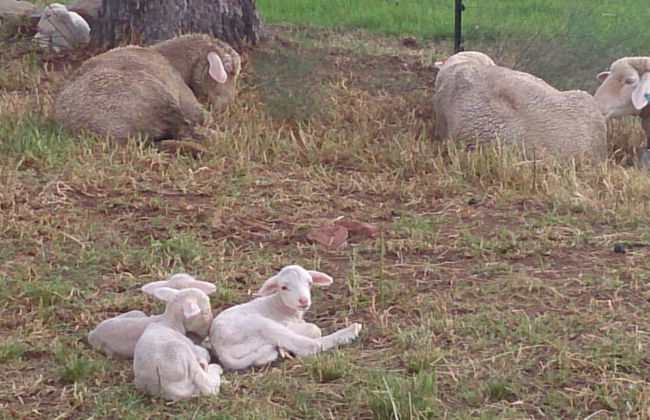 Springwater Cottages - Photo 37