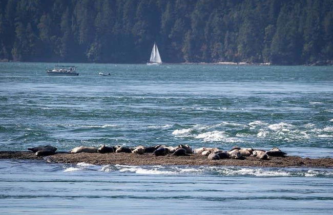 Whale Watching in Vancouver - Foto 3