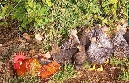 Agriturismo Alla Vecchia Quercia - Foto 77