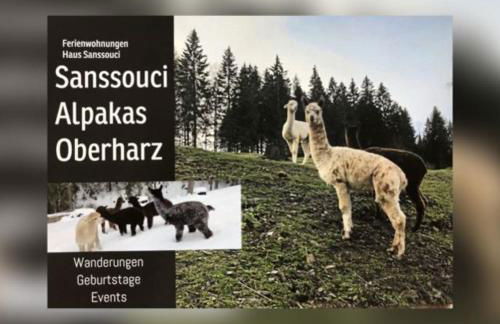 Alpaka Haus Sanssouci Tanne Oberharz - Foto 11