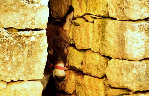 Agriturismo Tholos - Photo 21