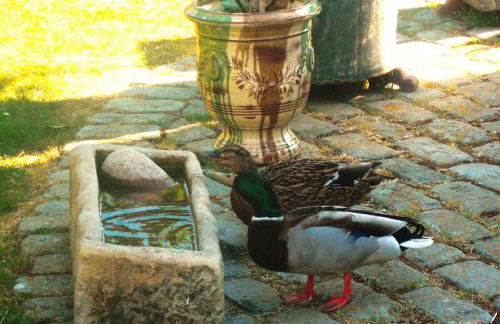 Das Reetdachhaus - Paulines Höft - Foto 6