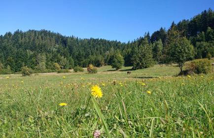 Apartamenty Widokowa Korbielów - Foto 14