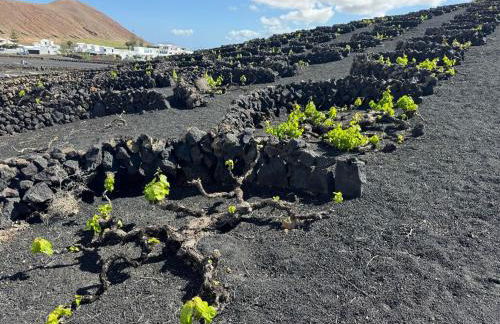 Vineyard House - Foto 6