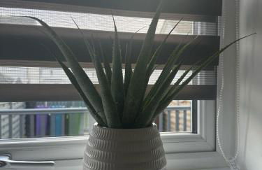 Black Daisy - Foto 74