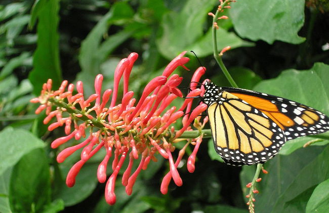 Butterfly Conservatory - Photo 3