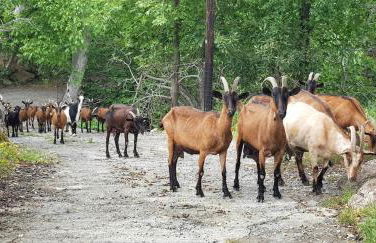 Sofia Mountain Getaway - Photo 11