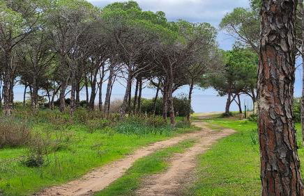 Le Pavoncelle - Foto 35