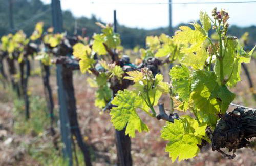 1131 Can Isaac Anglaterra - Apivend Immo - Foto 38