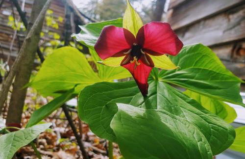 Deer Valley Retreat, Lovely Log Cabin with Fireplace & Garden Views- Perfect for a Relaxing Getaway! - Foto 39