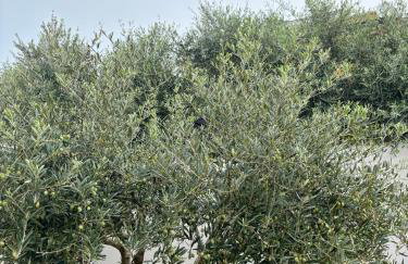 Villa Silver Novigrad with private pool - Photo 15