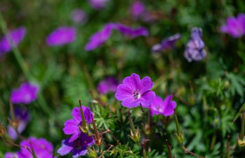 Newly remodeled home w pool & private back yard - Foto 42