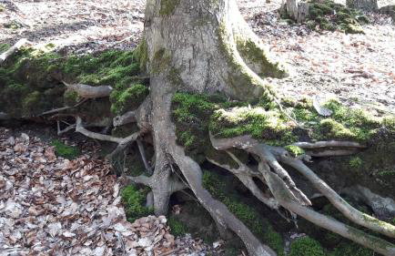 Wiselka Holiday House-1,2km to the beach; 5 bedrooms, 3 bahrooms; fire place. Private sauna! - Foto 40