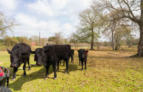 Tranquil Plantersville Cabin Farm Animals On-Site - Foto 3