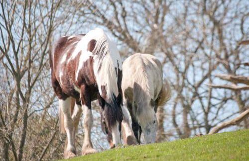 Godshill Park Cottages - Foto 21