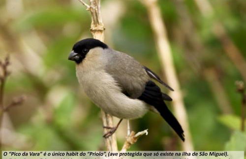 Cantinho da Ilha - Guest House - Photo 141