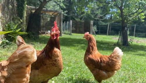 Le Perchoir Gîte de charme dans château -SPA- - Foto 5