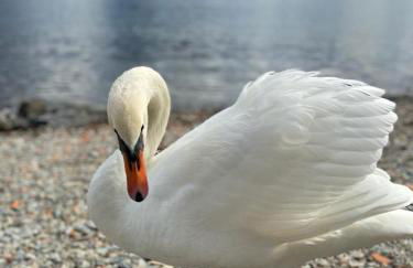 Villa Primula - Foto 62