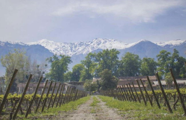 Tour por la Viña Cousiño Macul y el Templo Bahaí - Foto 8