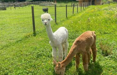 Vogtmühle - Foto 30