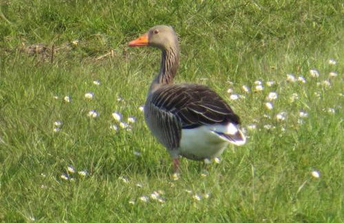 FeWo am Pohlsee - Foto 16