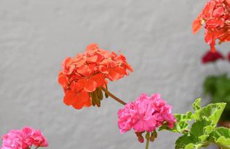 Garden House Xerokampos - Foto 41