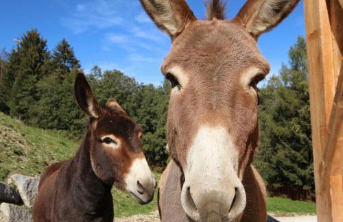 Residenz Erschbaum - Foto 27