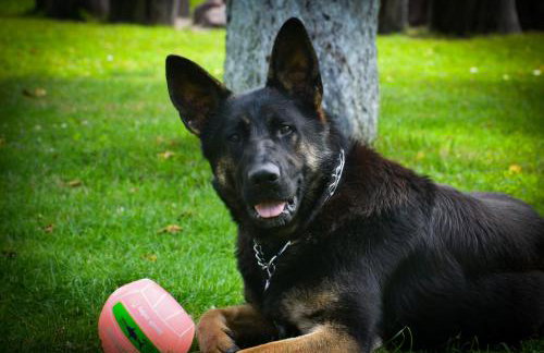 Agroturystyka W Jabłoniowym Sadzie - Foto 36