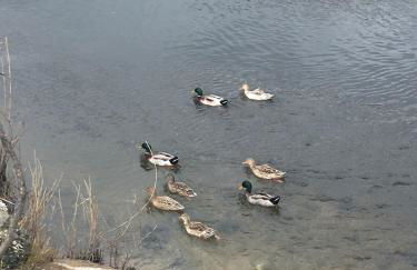 ADOSADO OLIVA NOVA 80 metros playa - Photo 36