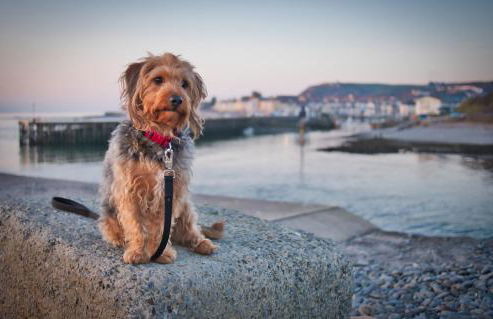 Enlli Fach cabin sleep's 2 adults and 2 children 2 dogs welcome not suitable for contract workers due to parking height restrictions - Photo 18