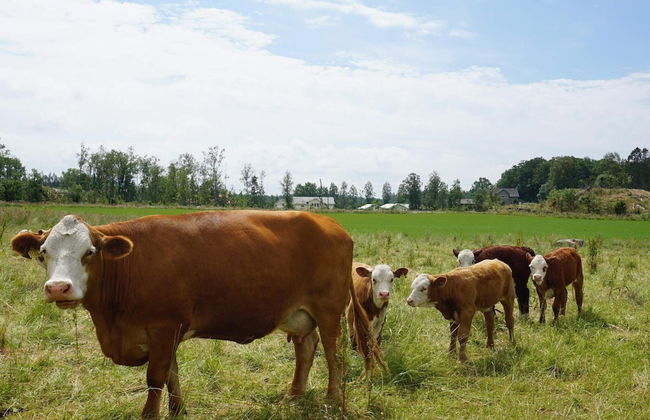 4 Person Holiday Home in Falkoping-by Traum - Foto 16