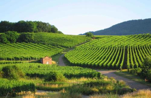 Le Carrousel - Appartement cosy centre Obernai - Foto 14