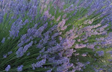 Gites Lou Limbert - Photo 21