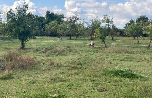 Gästehaus Lauerwald - Foto 18