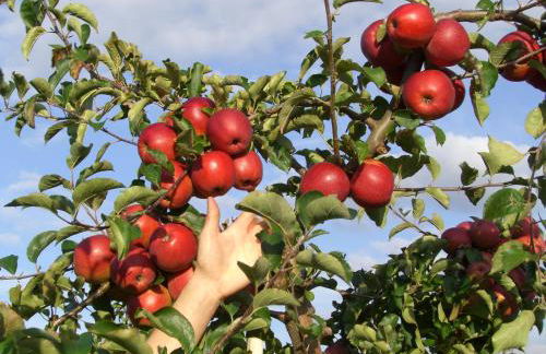 Ferienwohnungen Lindemann - Foto 10