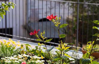 Il Giardino dei Gigli - Foto 51