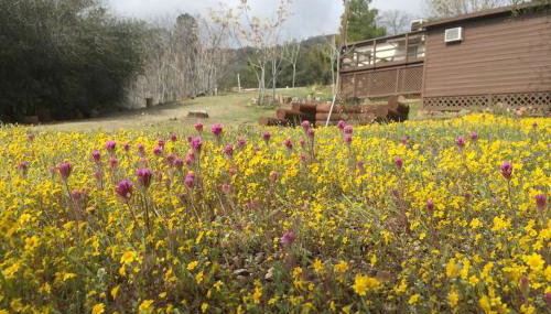 Shirley Creek Retreat: a Mountain Oasis - Foto 1, Garden, Garden view