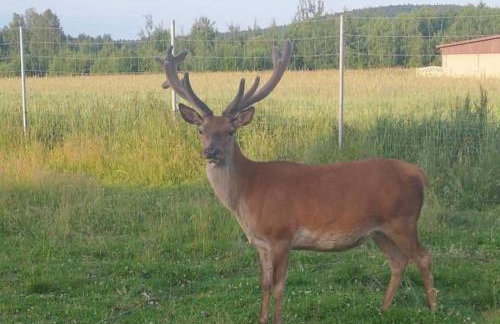 Noclegi Święta Katarzyna ,, Pod Jeleniami "prawdziwymi - Foto 3