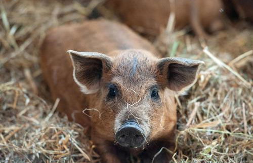 FELDGANG ein Gästehaus! - Foto 24